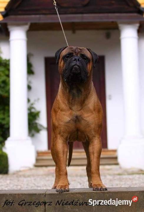 Bullmastiff zapiwiedź miotu
