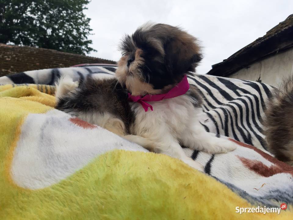 Pieski shih tzu śliczne i zadbane Szczecinek