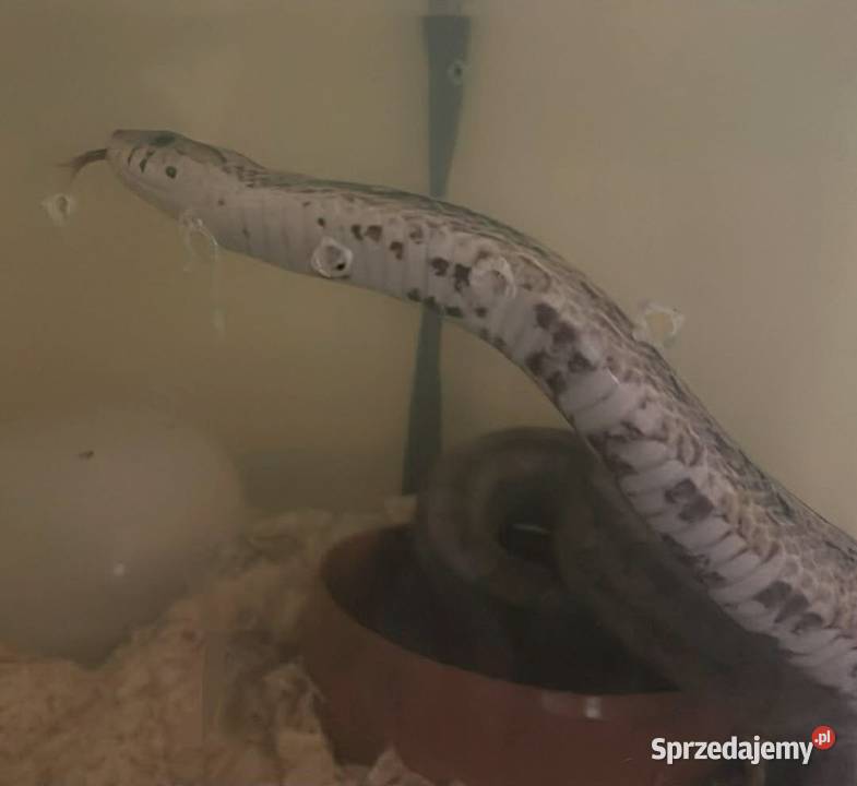 Wąż zbożowy anery Ustronie Morskie sprzedam