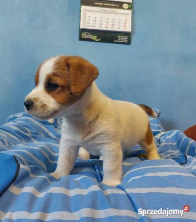 Jack russell terrier szczenięta wielkopolskie Gostyń