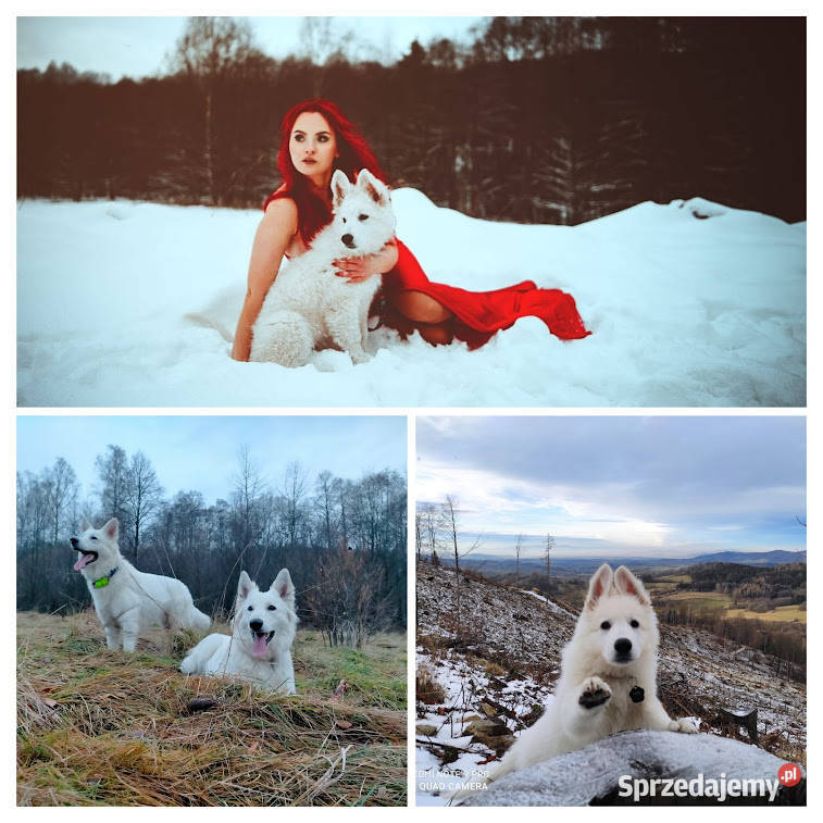 Biały Owczarek Szwajcarski Zwierzęta dolnośląskie Kłodzko sprzedam