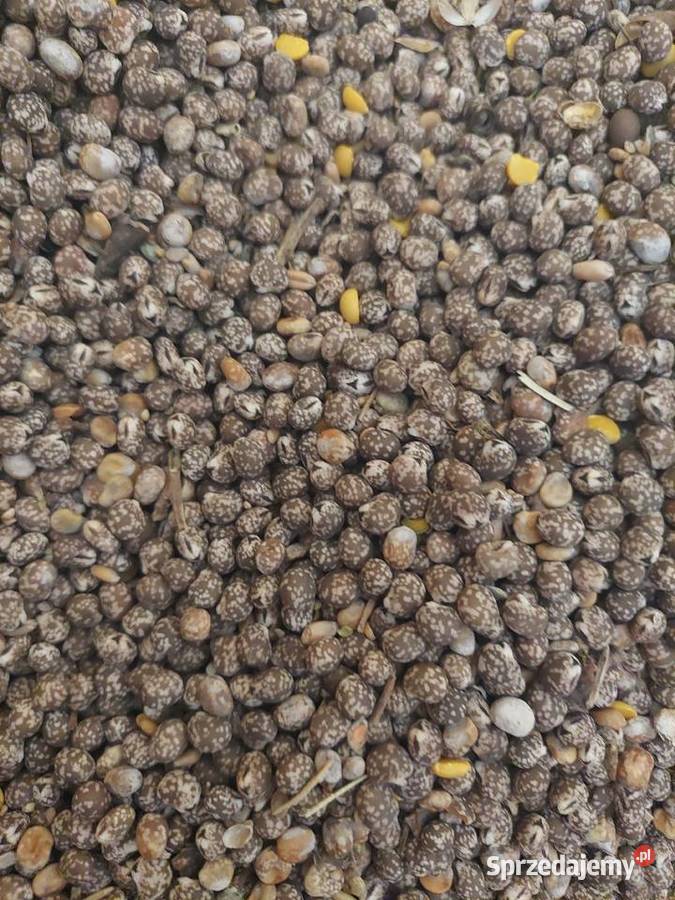 Łubin wąskolistny gorzki Wodynie