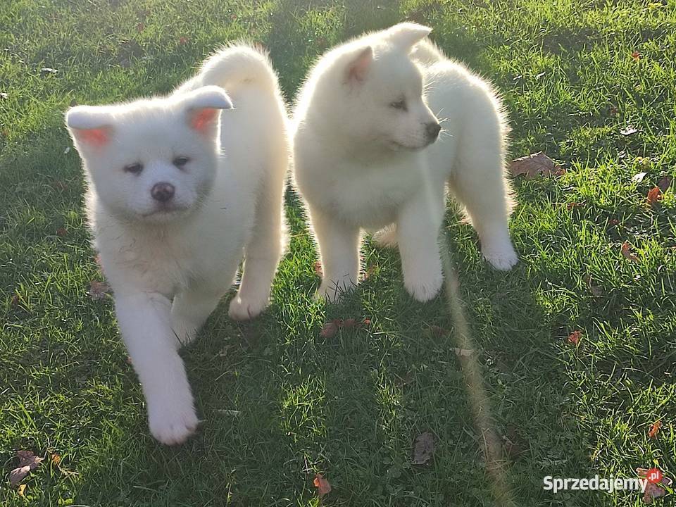 Akita Inu Japońska śliczne szczeniaki podkarpackie Rzeszów sprzedam