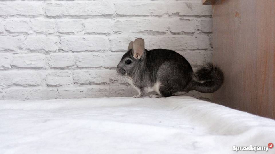 Oddam szynszyle zachodniopomorskie Kołobrzeg