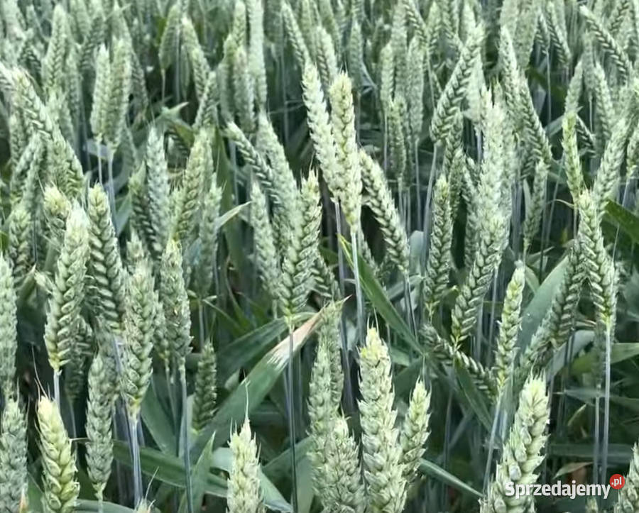 Pszenica ozima ELEKTRA Barlinek