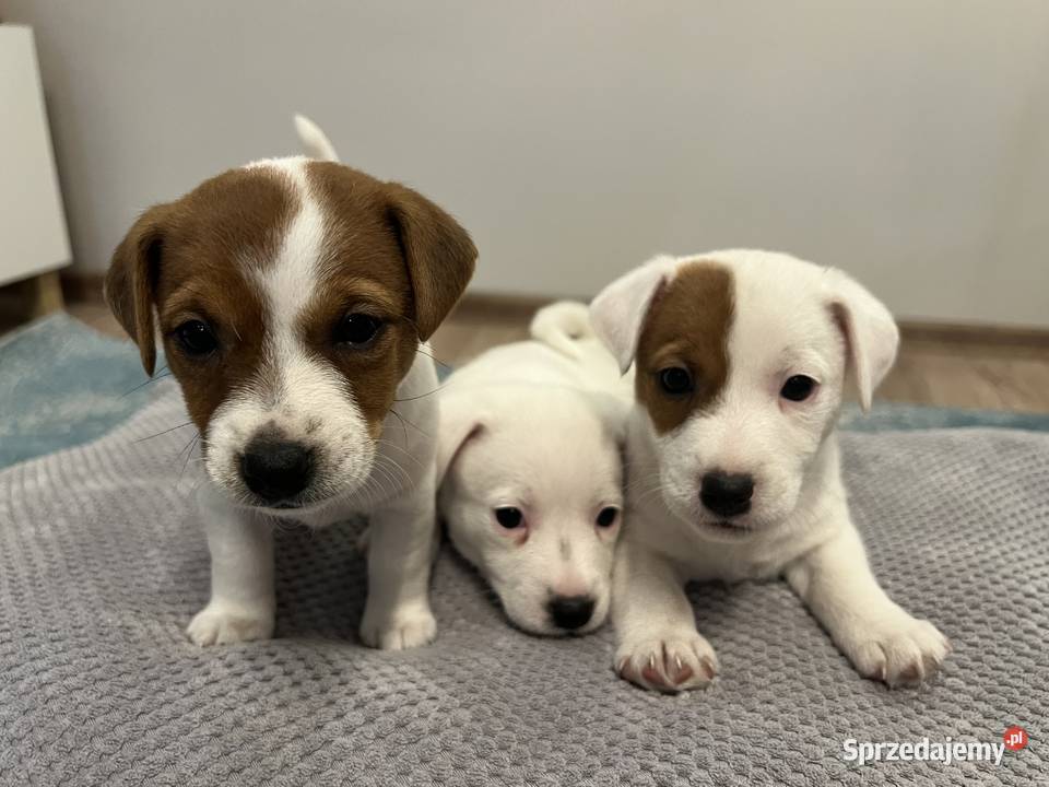 Jack Russell Terrier Lubartów sprzedam