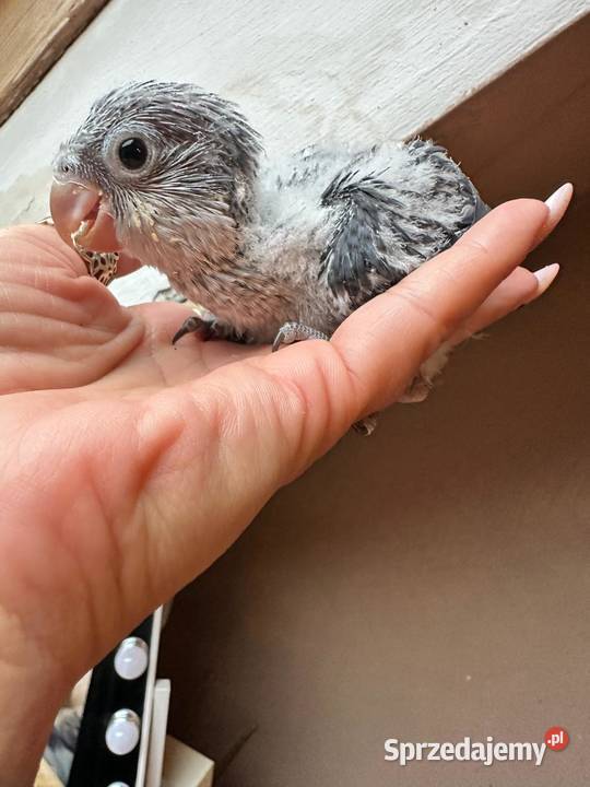 Mnichy nizinne ręcznie karmione sprzedam Zgierz sprzedam