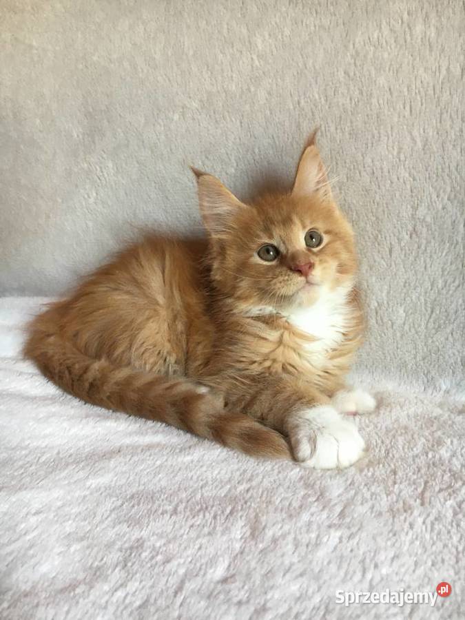 Kocięta Maine Coon wielkie koty małopolskie