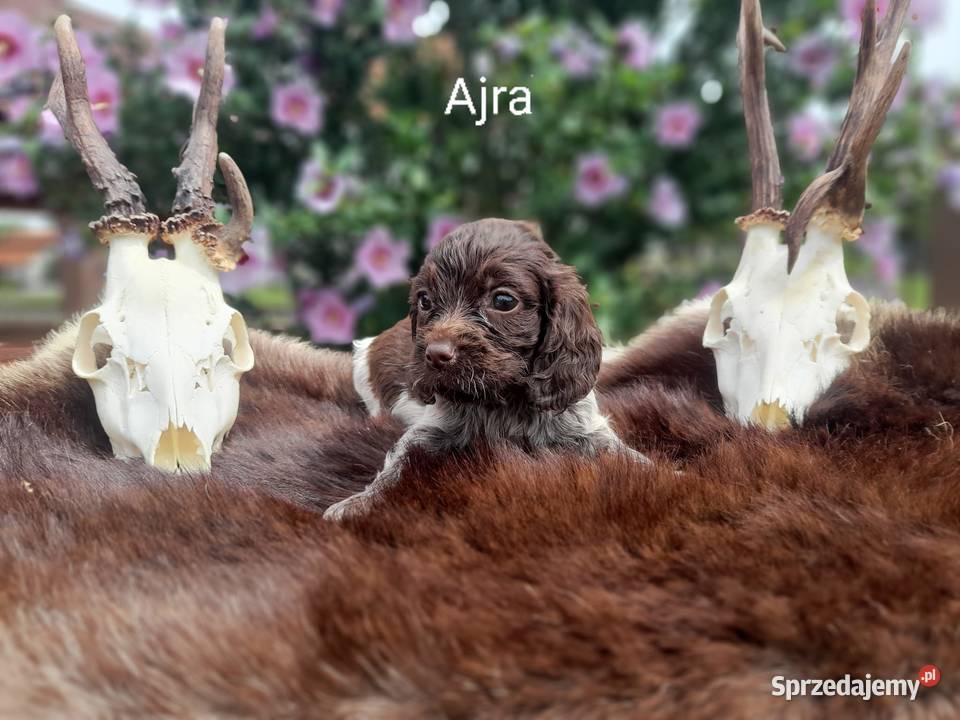 Polski Spaniel Myśliwski Czernichów sprzedam