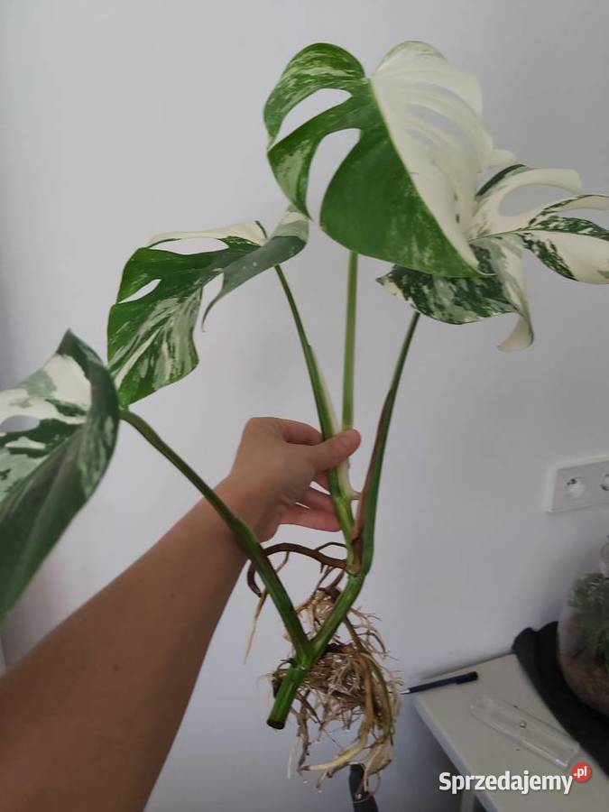 Monstera variegata