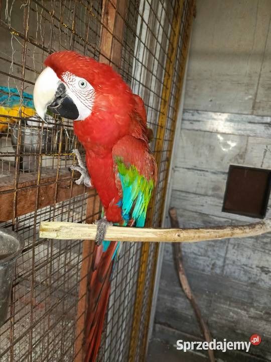 Ara Chloropter samica