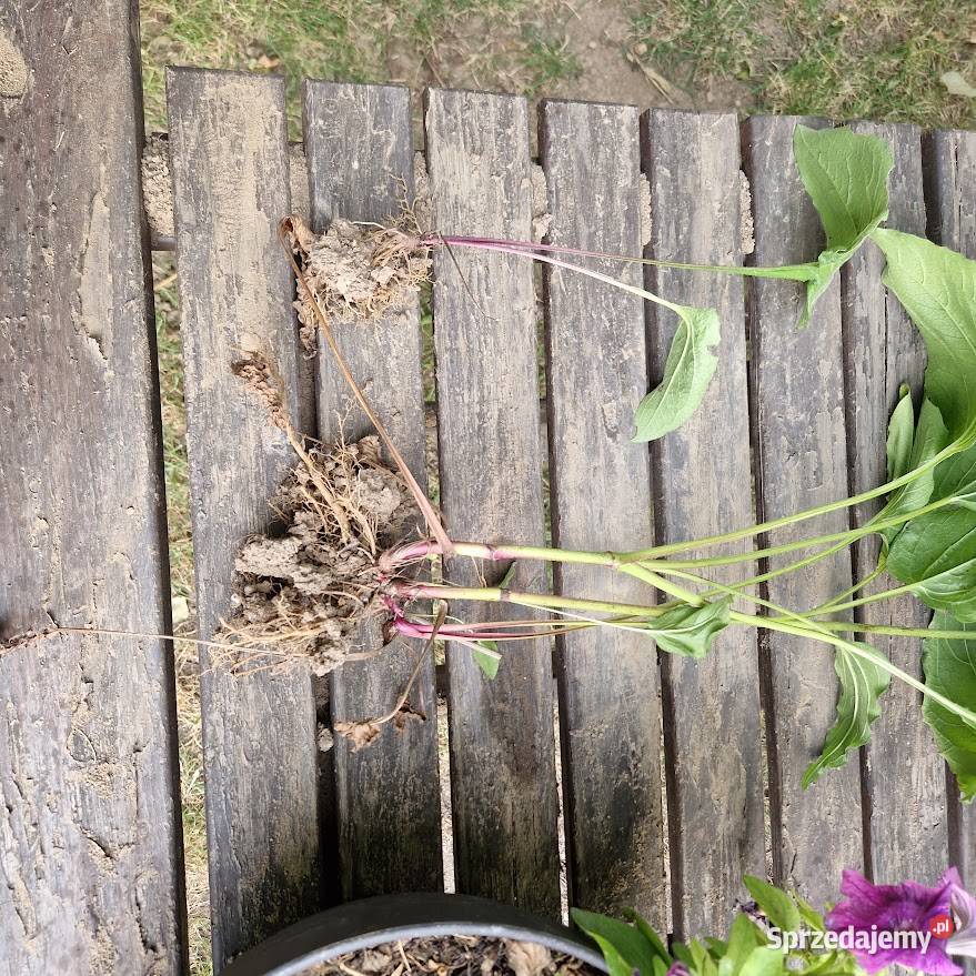 Jeżówka różowa Piława Górna