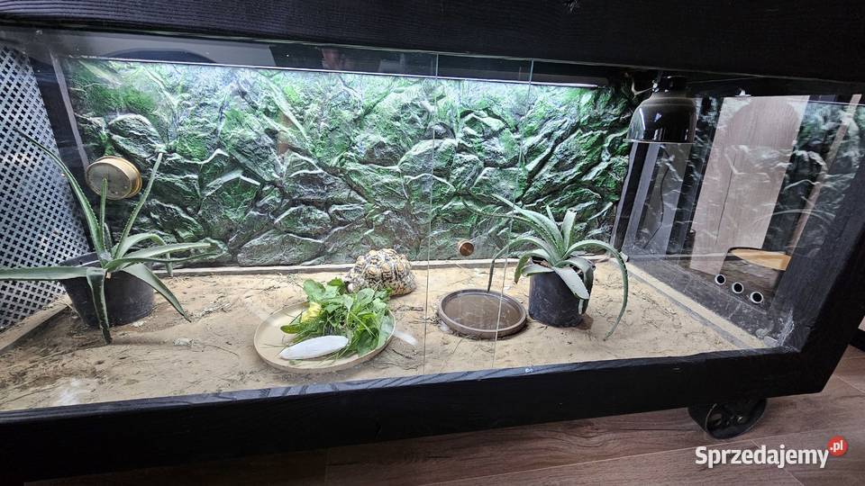 Sprzedam żółwia lamparciego z terrarium Piotrków Trybunalski sprzedam
