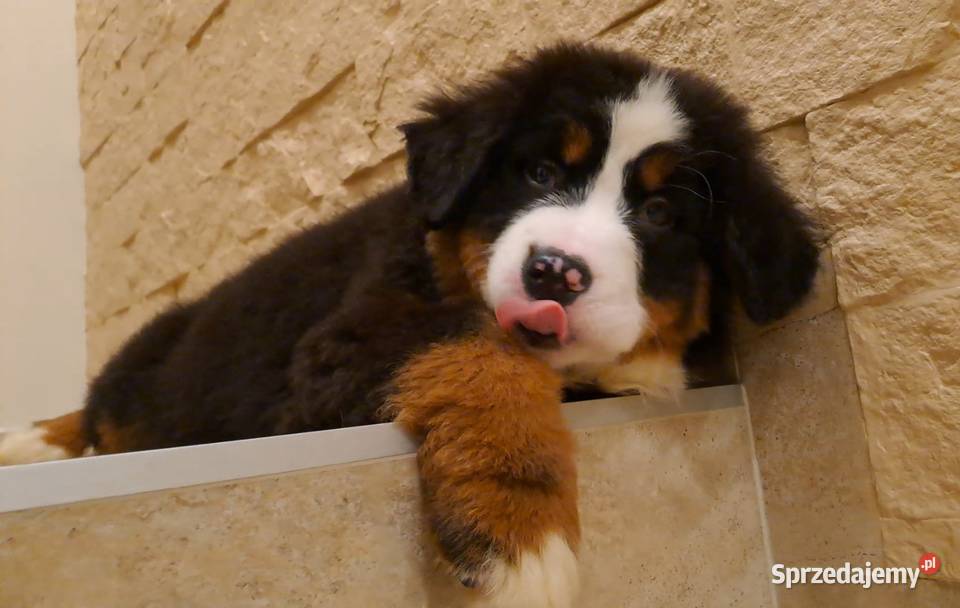 Berneński Pies Pasterski z rodowodem Berneński Pies Pasterski łódzkie Wieluń