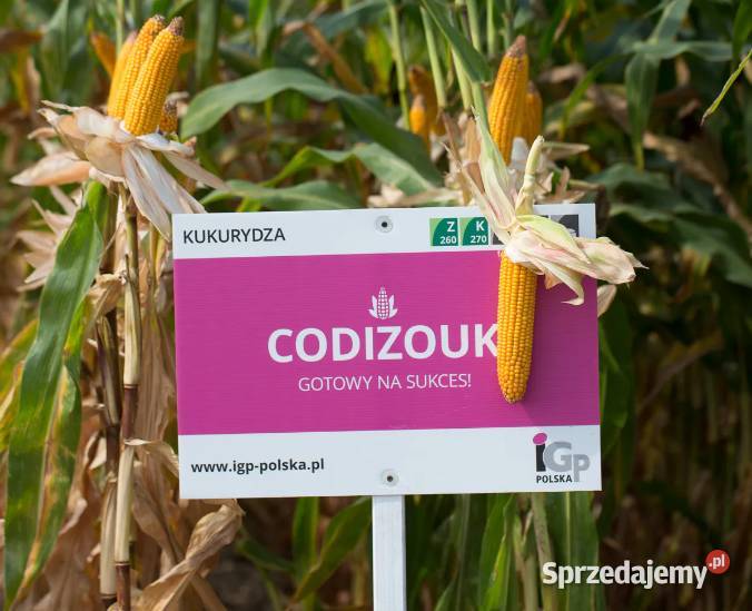 Nasiona kukurydzy IGP CODIZOUK wielkopolskie