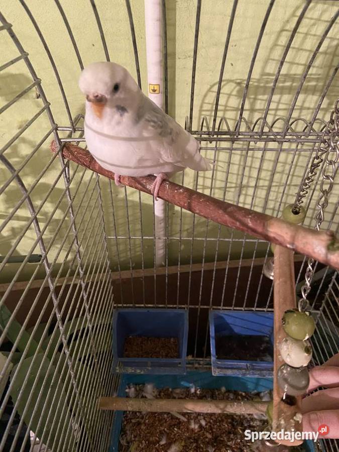 Sprzedam papugę falistą Krzczonów