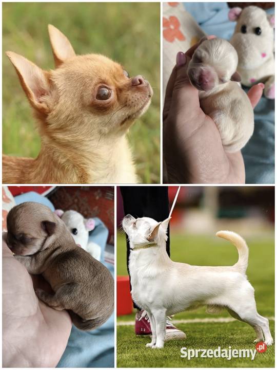 CHIHUAHUA SZCZENIĘTA Championach Rodowód FCI Wwy Duży Dół