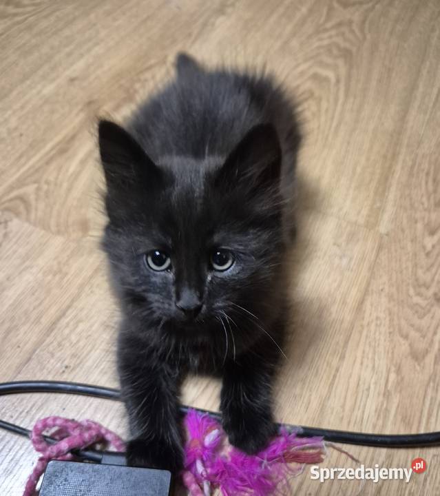 CZARNE Syberyjskie Kocurki rodowód FPL Stary Broniszew sprzedam