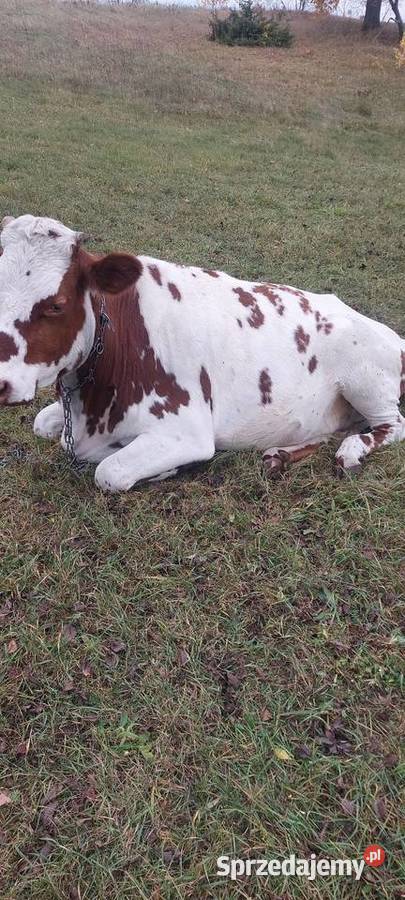 Krowa 3 lata Kalinówka Królewska