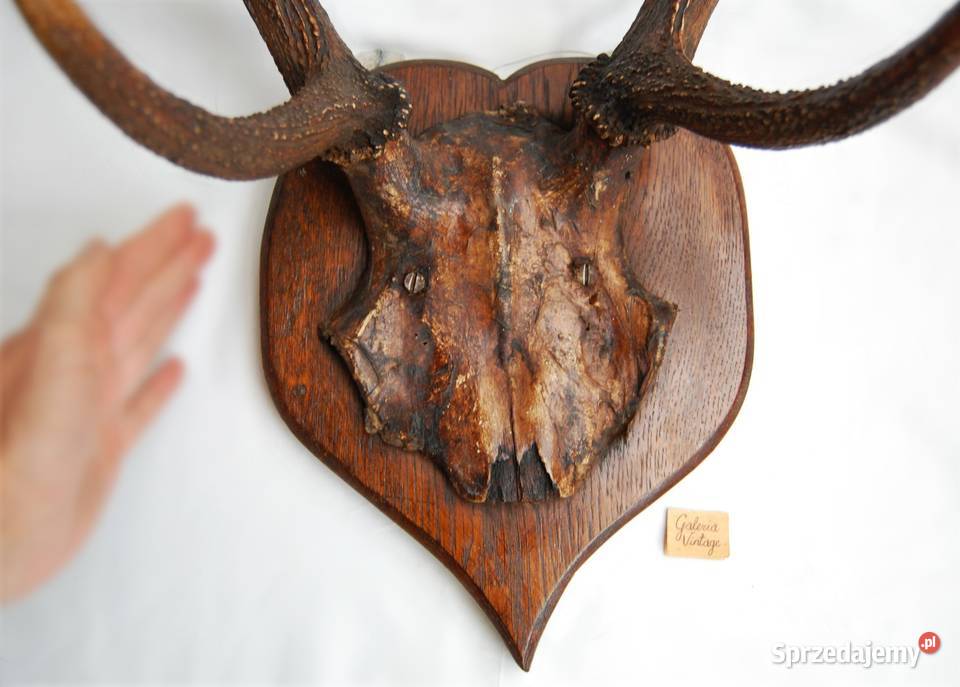 Przedwojenne poroże jelenia szlachetnego trofeum Lublin