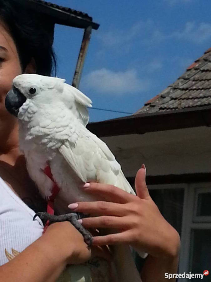 Kakadu alba Pozostałe Zielona Góra sprzedam