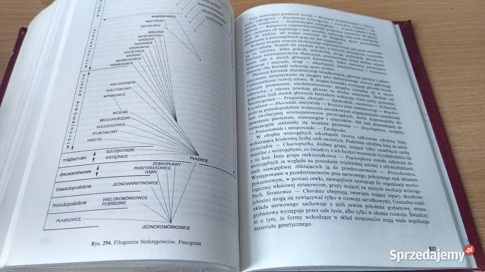 Bezkręgowce podstawy morfologii funkcjonalnej Podręczniki Gdańsk