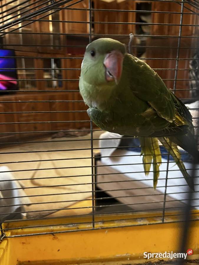 Aleksandrety para z dwóch gniazd 25