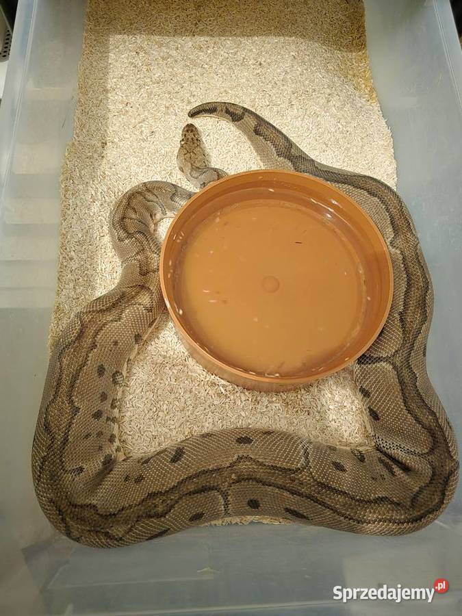 Wąż pyton królewski python regius samica dorosła