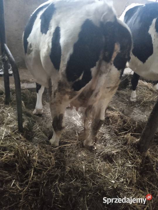 sprzedam jałówkę na wycieleniu Parądzice