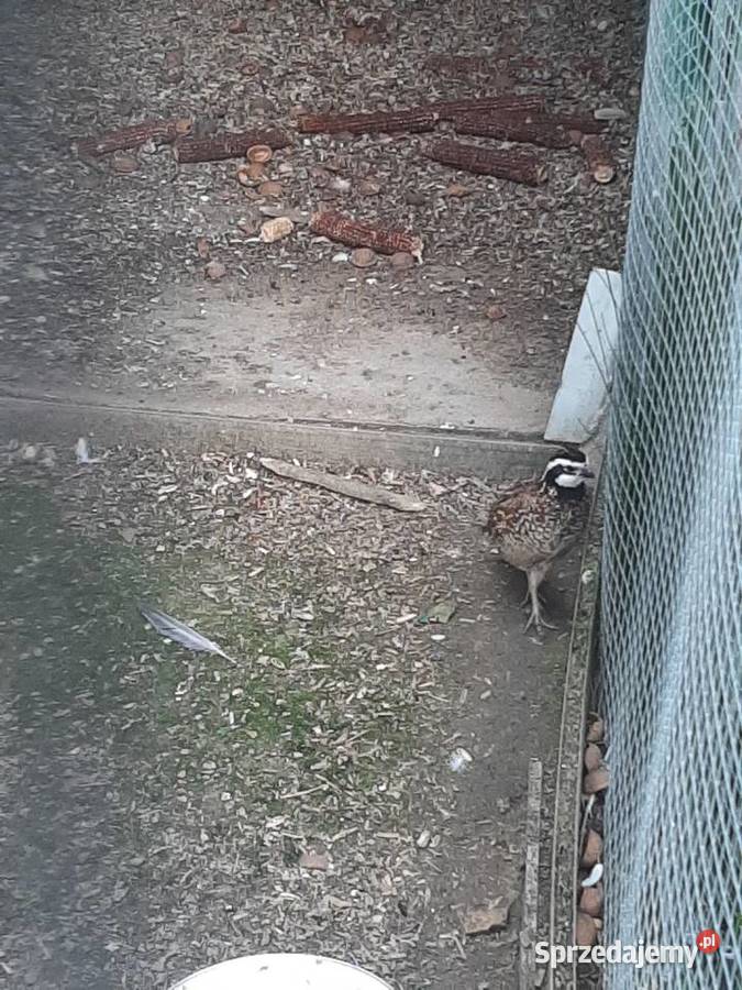 Przepiór wirginijski