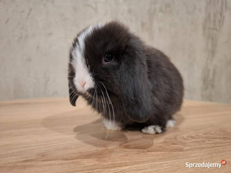 Karzełek baranek mini lop z oklapniętymi uszkami Jarocin