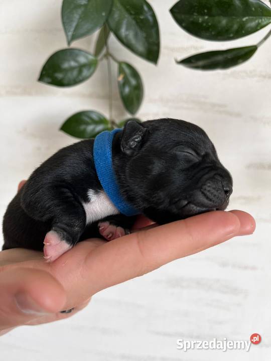 Staffordshire Bull Terrier Rymanów