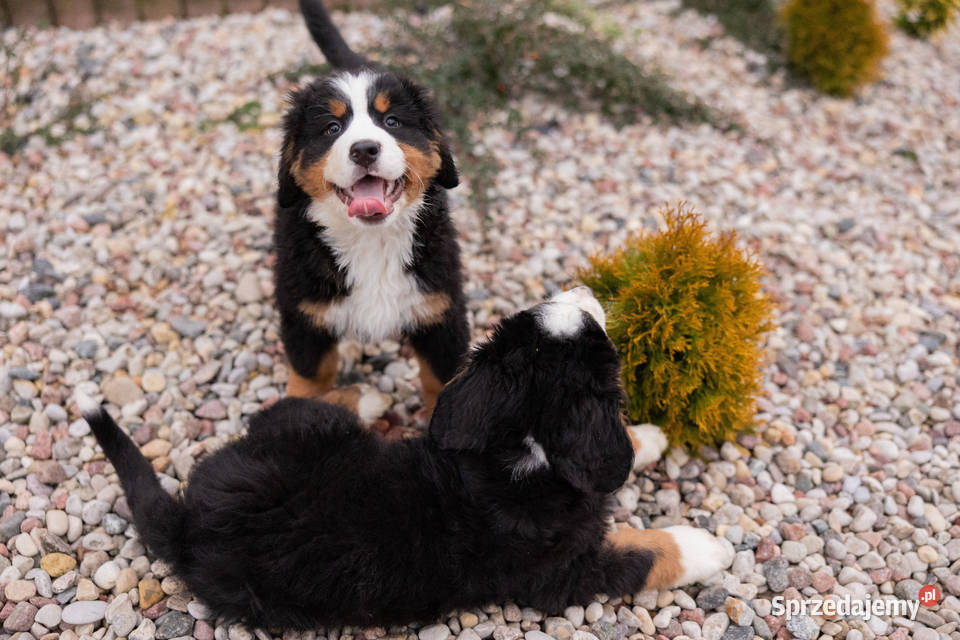 Szczeniaki Berneński Pies Pasterki Podlasie Suwałki