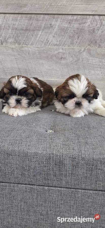 Shih Tzu suczki I piesek Przysucha