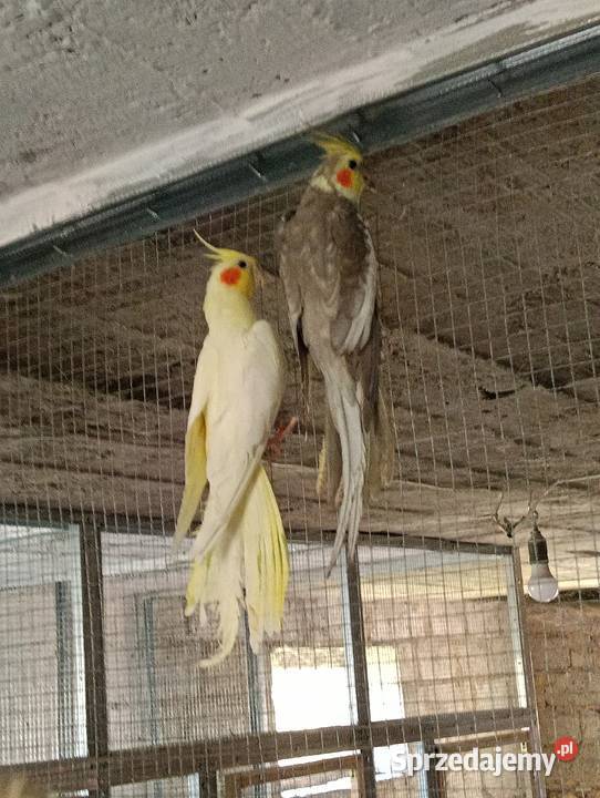 Nimfy 3 sztuki likwidacja promocja