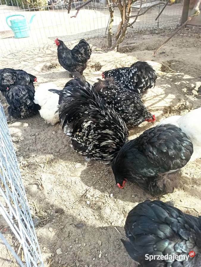 Jaja lęgowe kochin karzełek Krupe