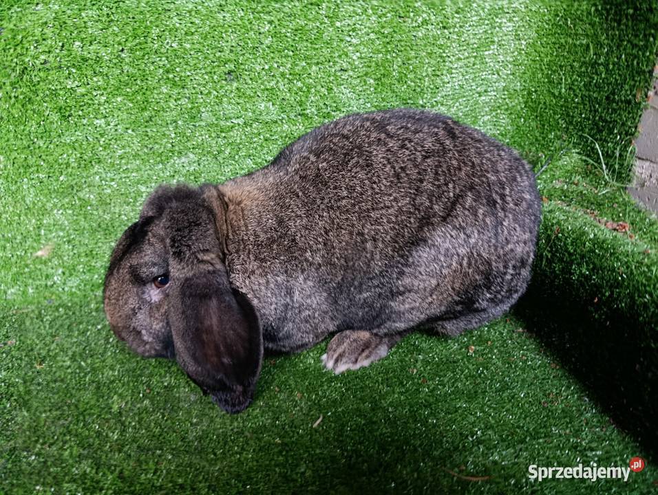 Samiec baran francuski Więcbork