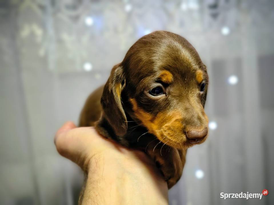 Jamniczek Choco Czekoladowy Żychlin