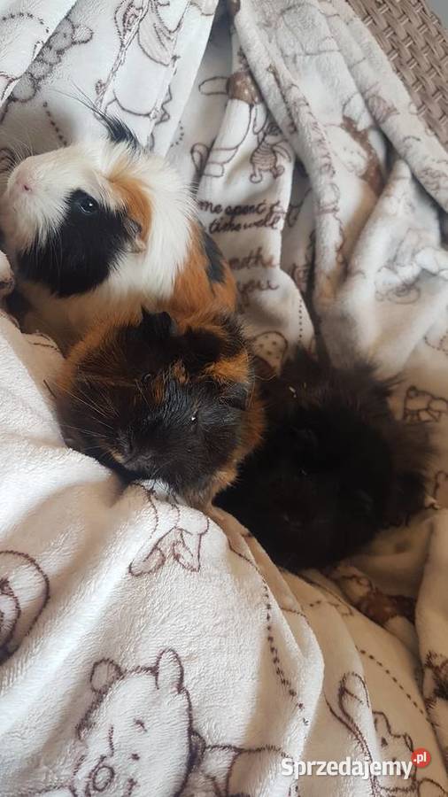 Świnki morskie Łódź