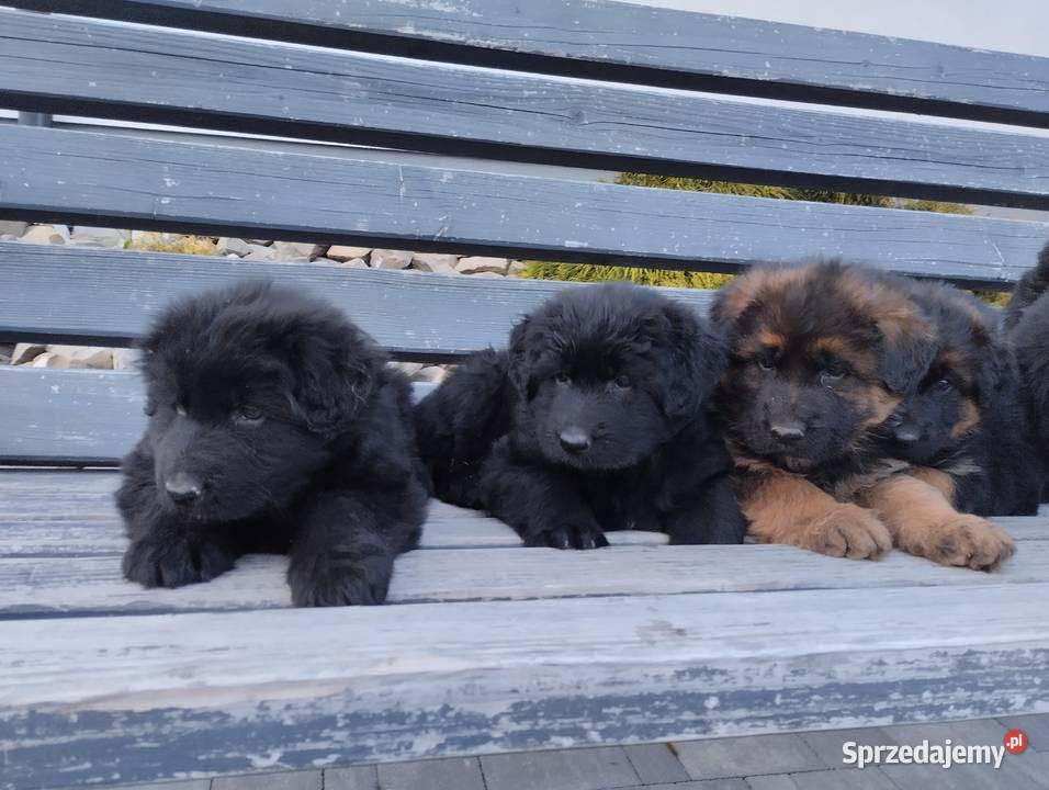 Sprzedam Szczeniaki Owczarki Niemieckie Owczarek podkarpackie Ropczyce