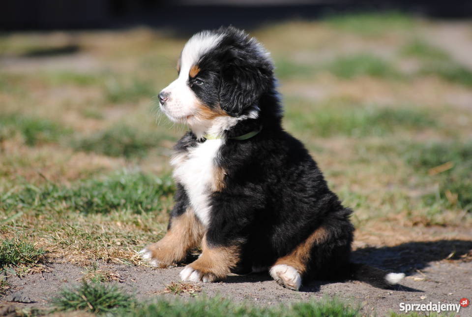 szczenięta berneńczyk FCI doskonałe charaktery Łowicz