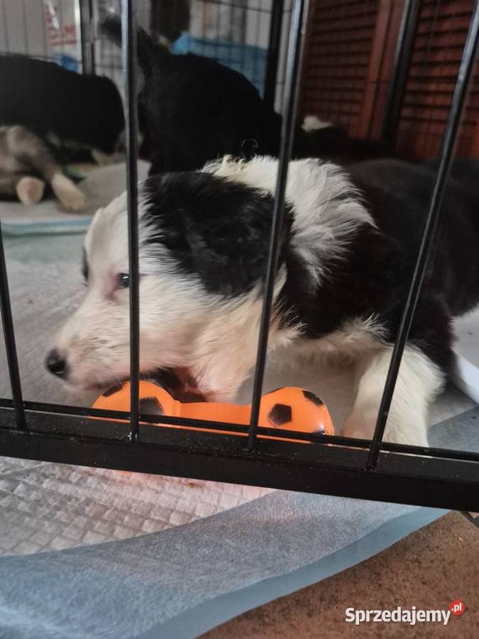 Border Collie Border Family Suchedniów