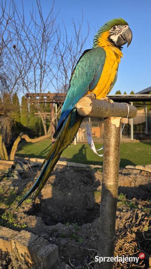 Ara Ararauna Samica ręcznie karmiona śląskie Ornontowice