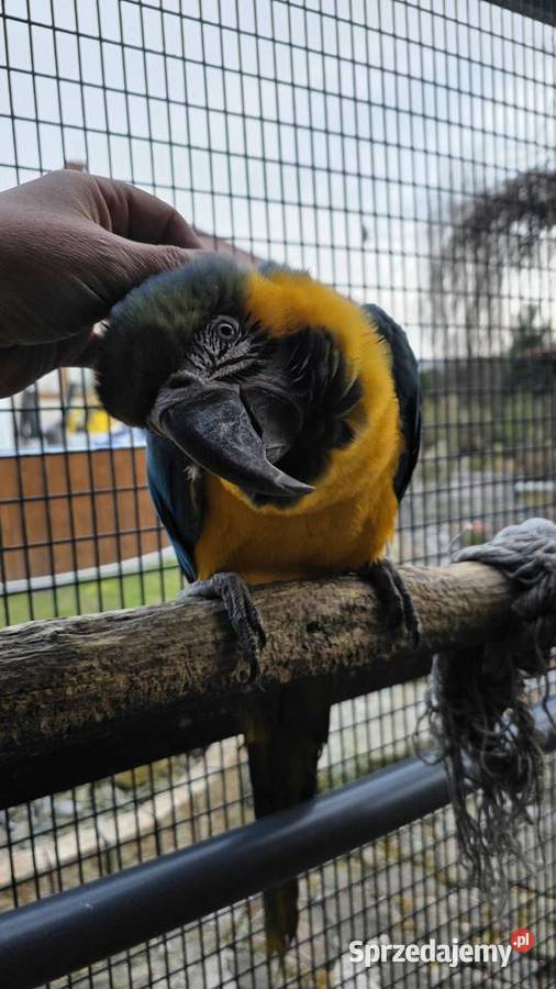 Ara ararauna Ornontowice