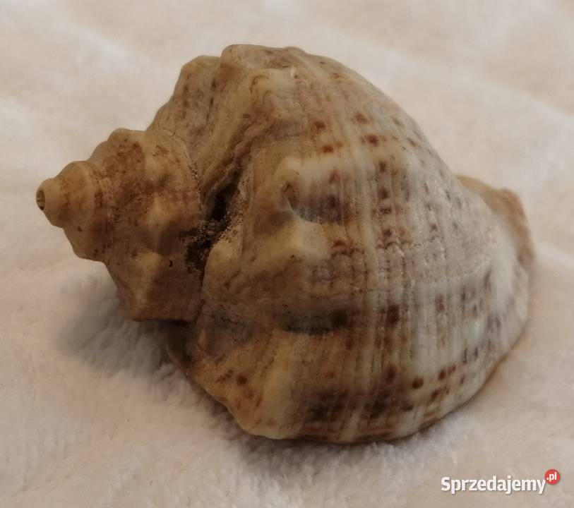 Muszla 51 61 Kreatywne Czeladź