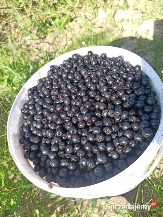 Aronia Owoce wysyłka kraj