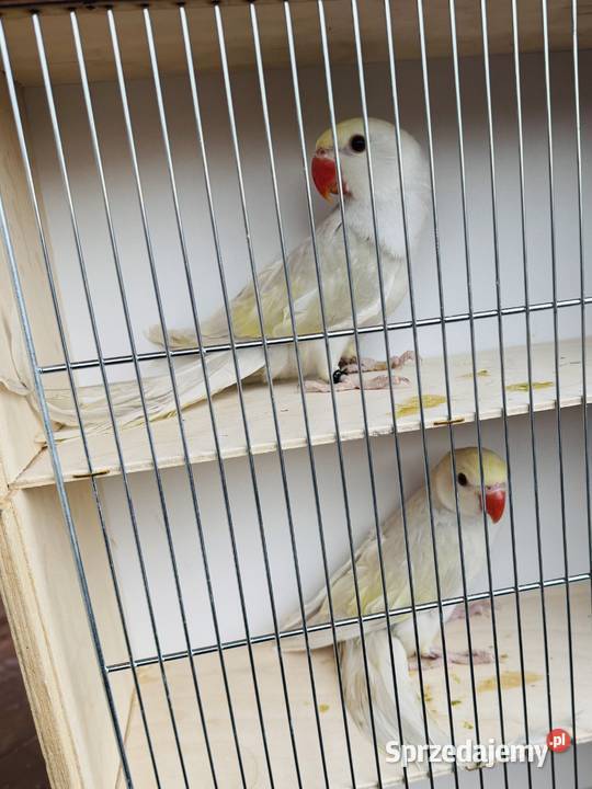 Aleksandretty obrożna likwidacja Ptaki