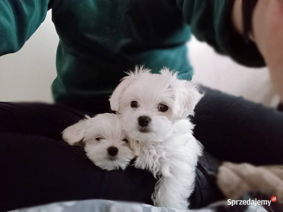 Maltańczyk szczenięboy