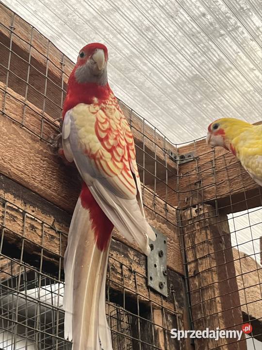 Rozele Królewska Pastel Sztum