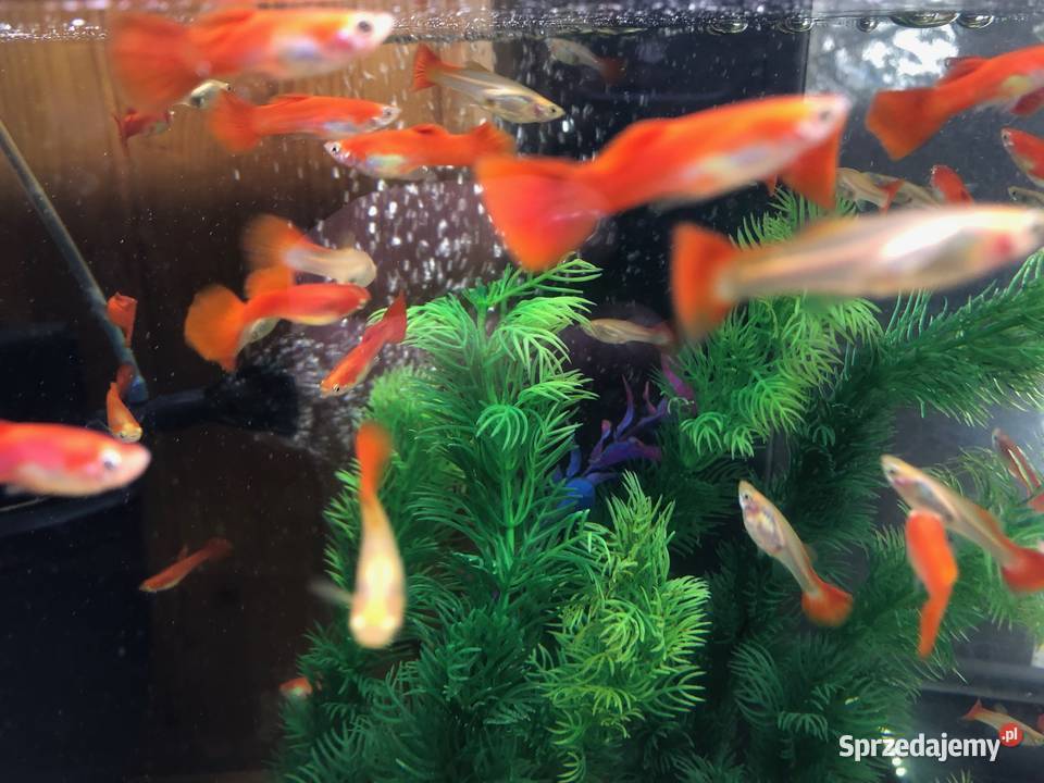 Gubik czerwony Justynów